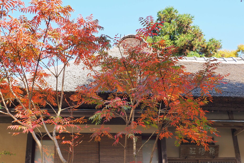 ハゼの紅葉