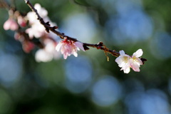 冬の桜