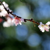 冬の桜