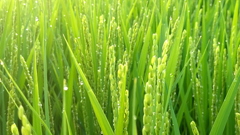 稲穂