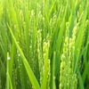 稲穂