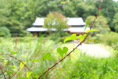 里山