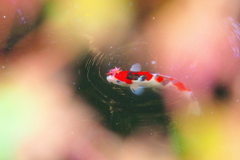 紅葉をかざしに錦の晴着かな