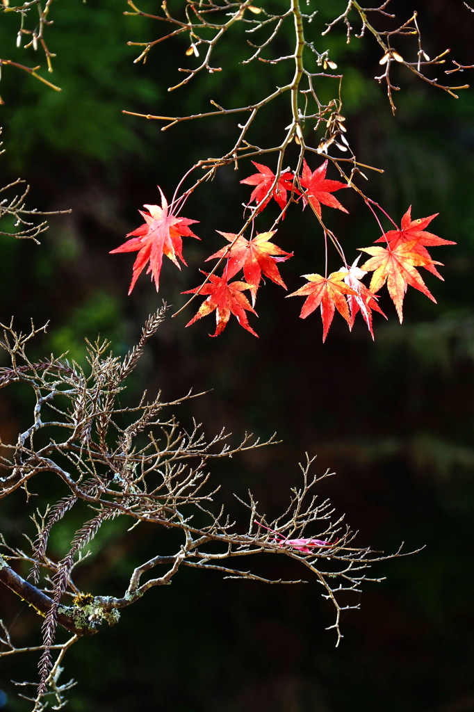 残り紅葉