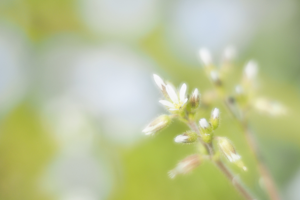 野の花