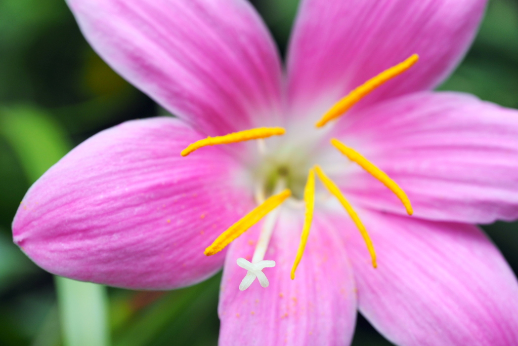 サフランモドキ？