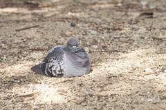 鳩