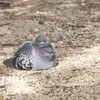 鳩