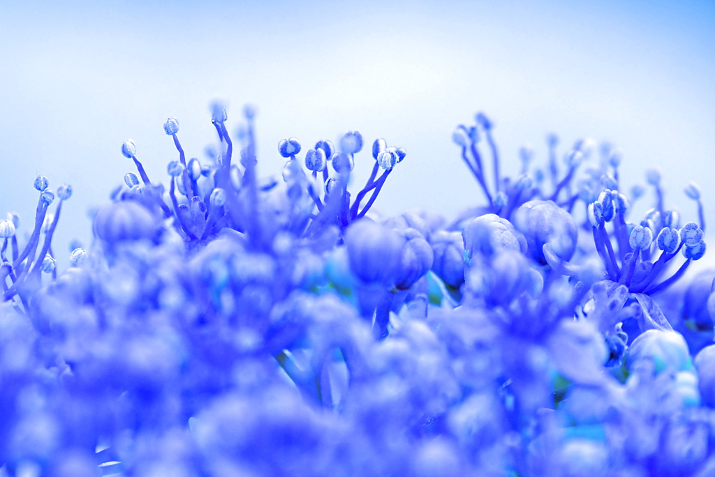 紫陽花 ２