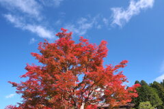 高野山の紅葉 ６