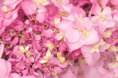 紫陽花