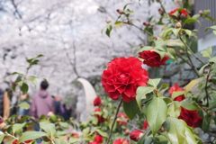 椿