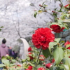 椿
