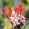 植え込みで １
