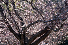 冬の桜