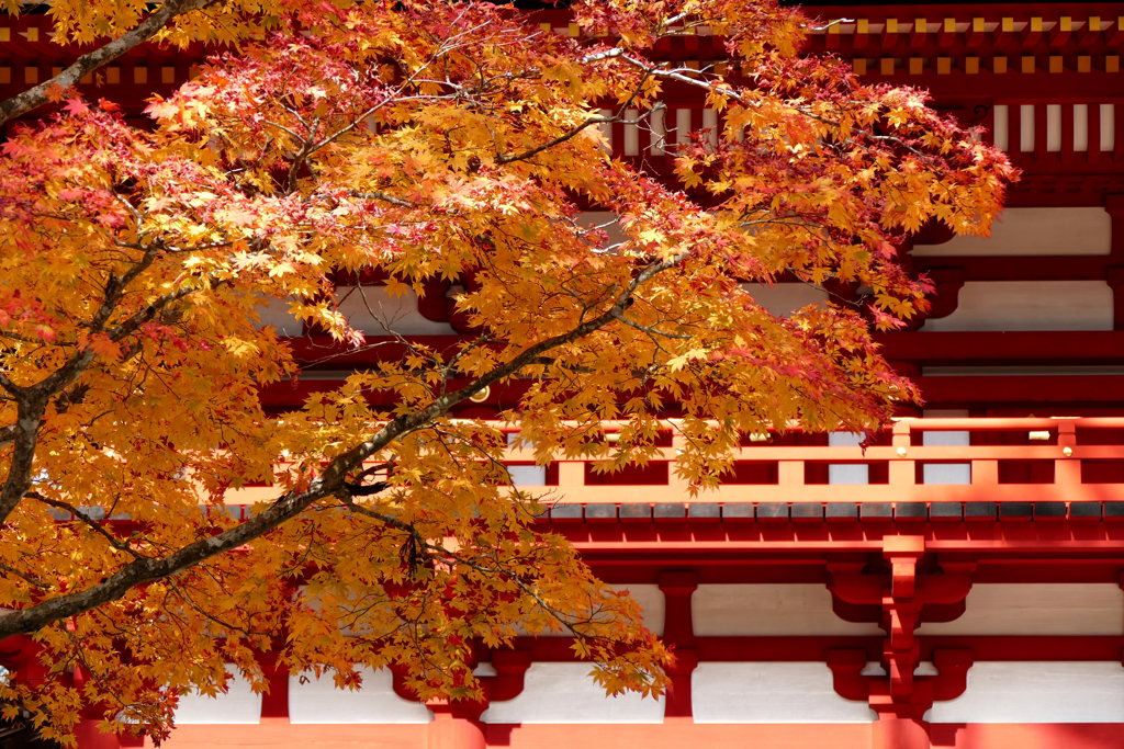 中門の紅葉（高野山）