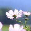 コスモス