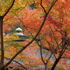 紅葉渓庭園・鳶魚閣 ３