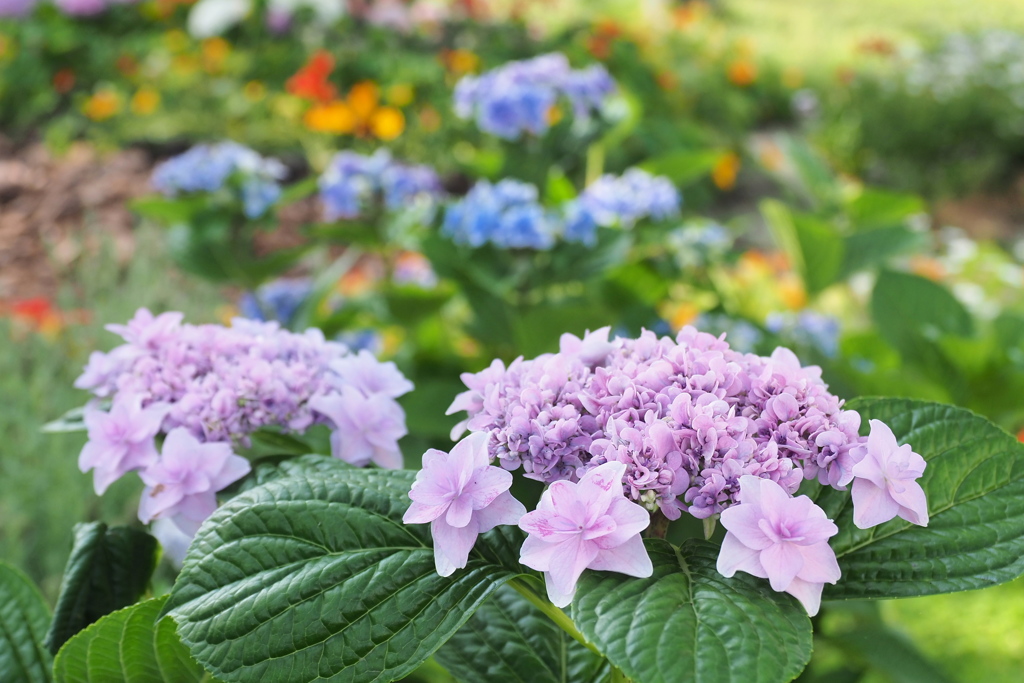 ピンクの紫陽花 2