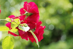 薔薇