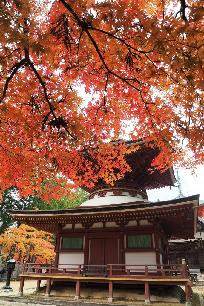 高野山の紅葉 １６