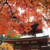 高野山の紅葉 １６