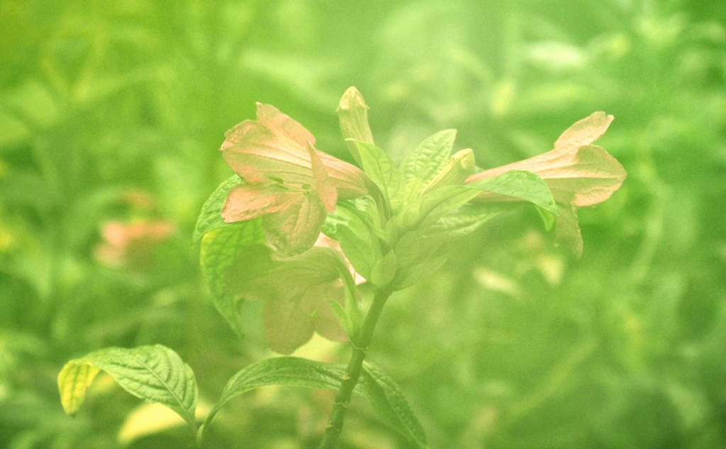 自然のソフトフィルター^^;