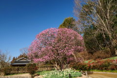 「河内の里」にて