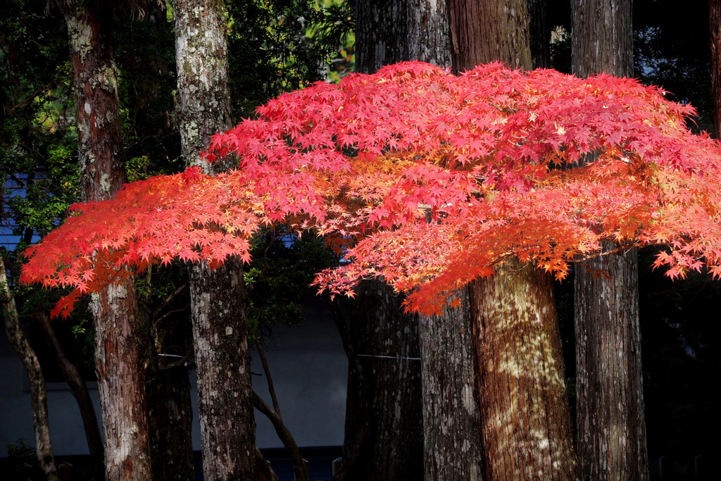 紅葉