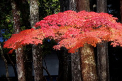 紅葉