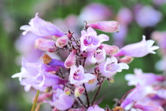 近所の花 ２