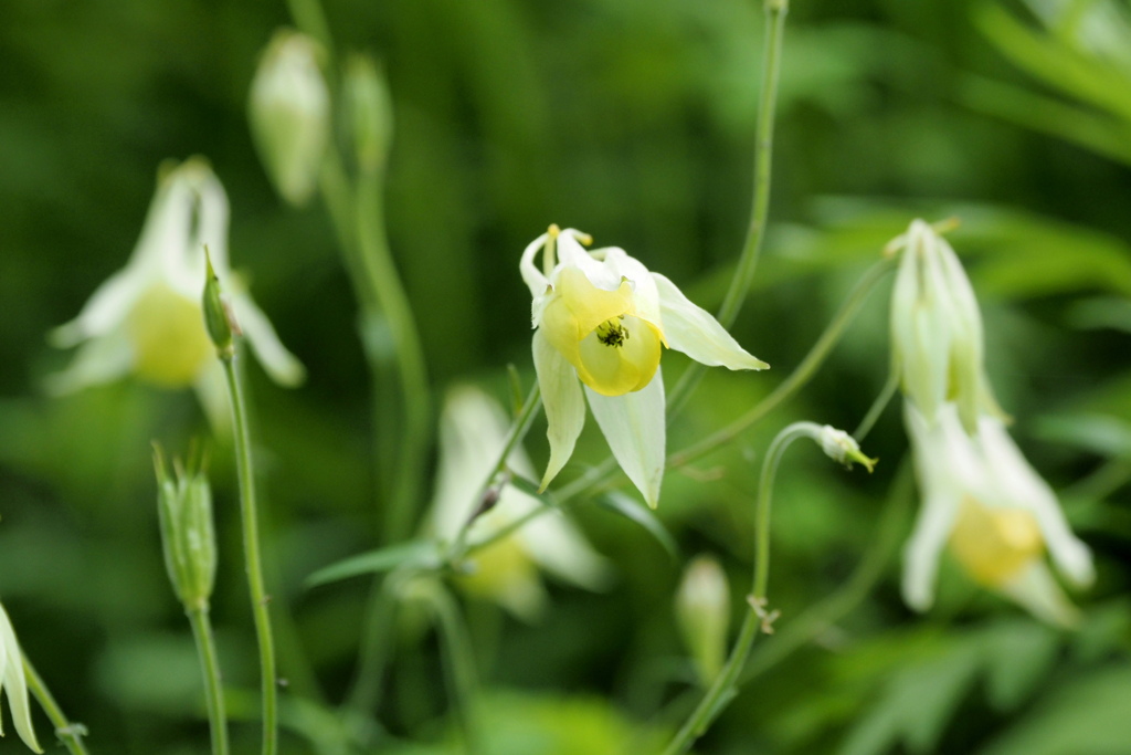 高原の花