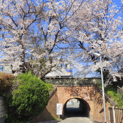 桜と電車 ６