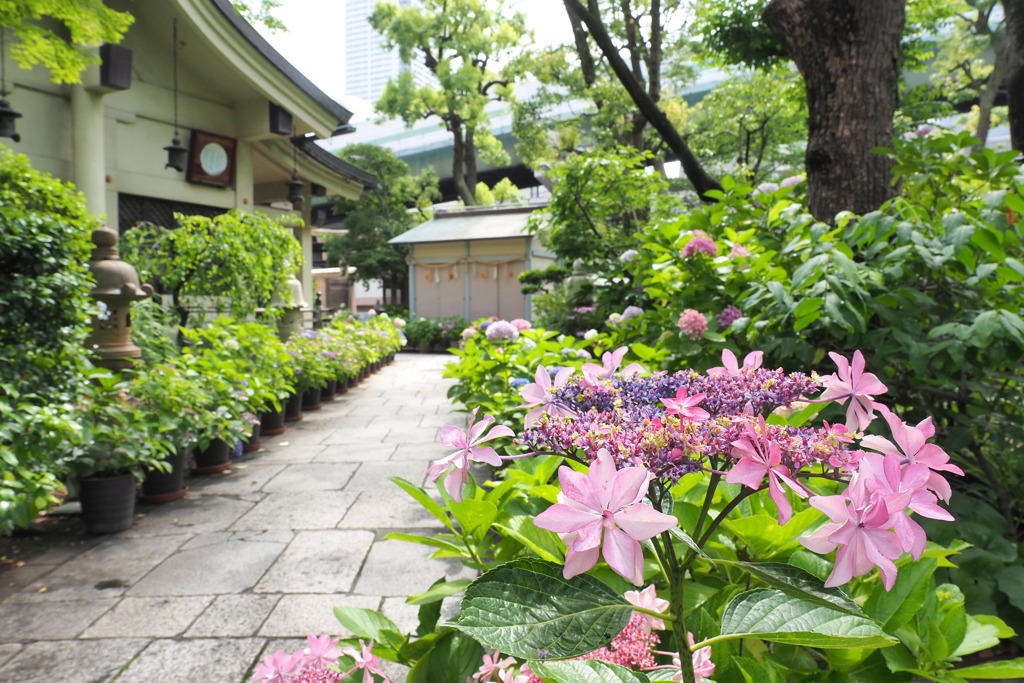 坐摩（いかすり）神社 参道