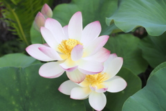 蓮
