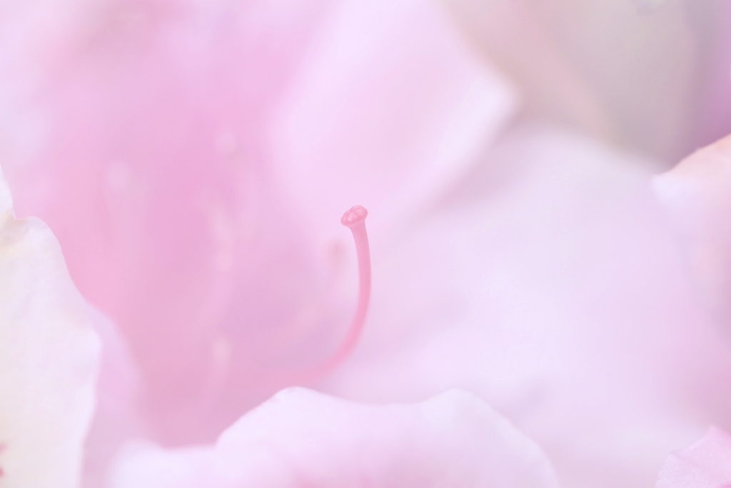 ツツジ
