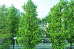 並木