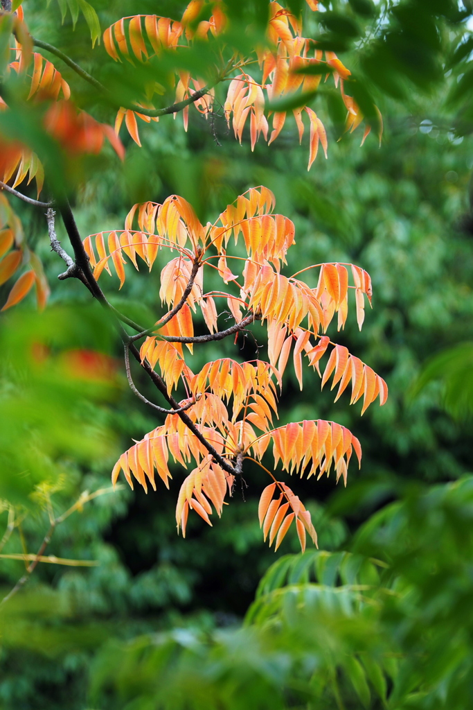 ハゼの紅葉 ５