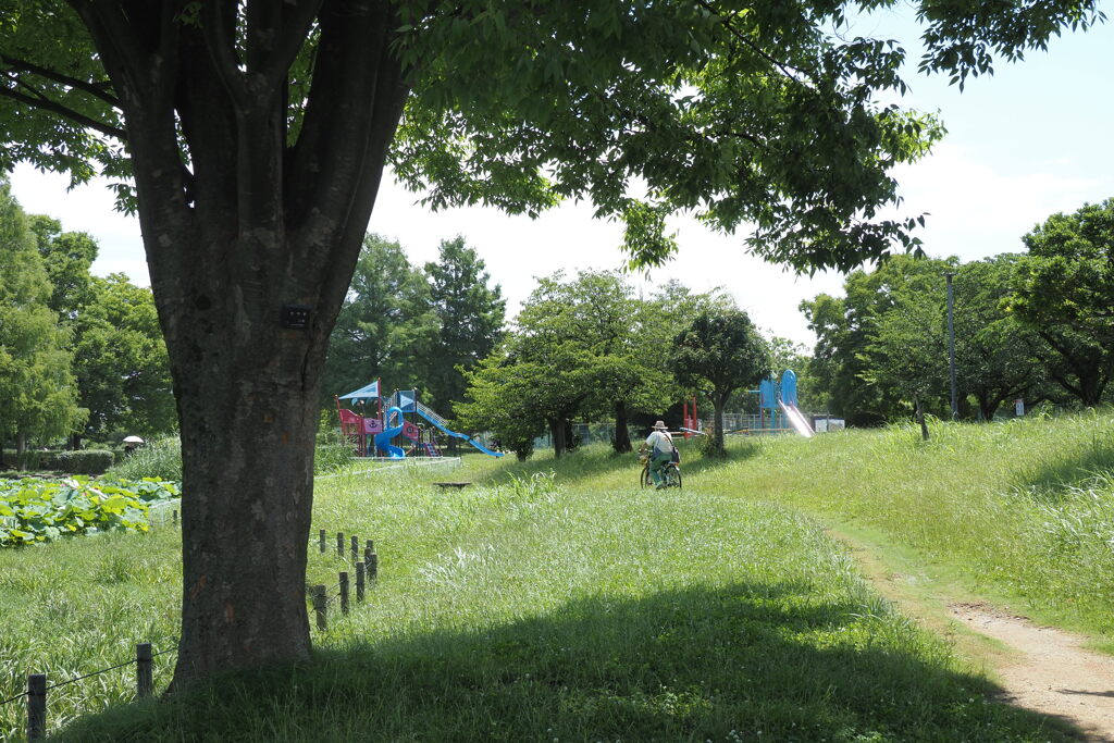 朝の公園