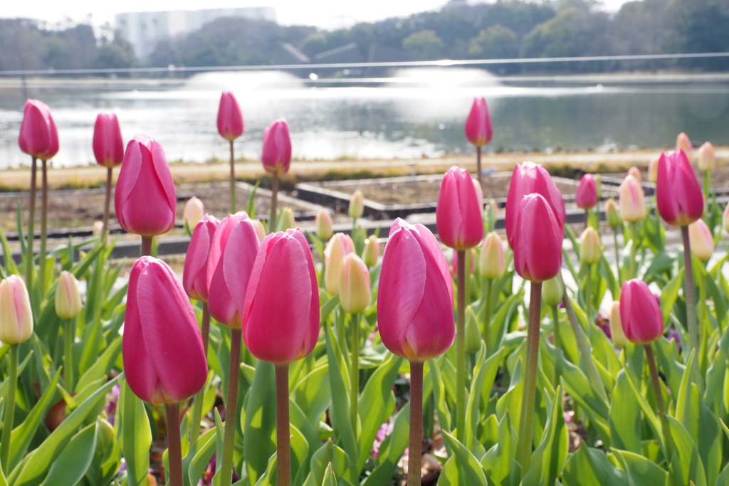 アイスチューリップ