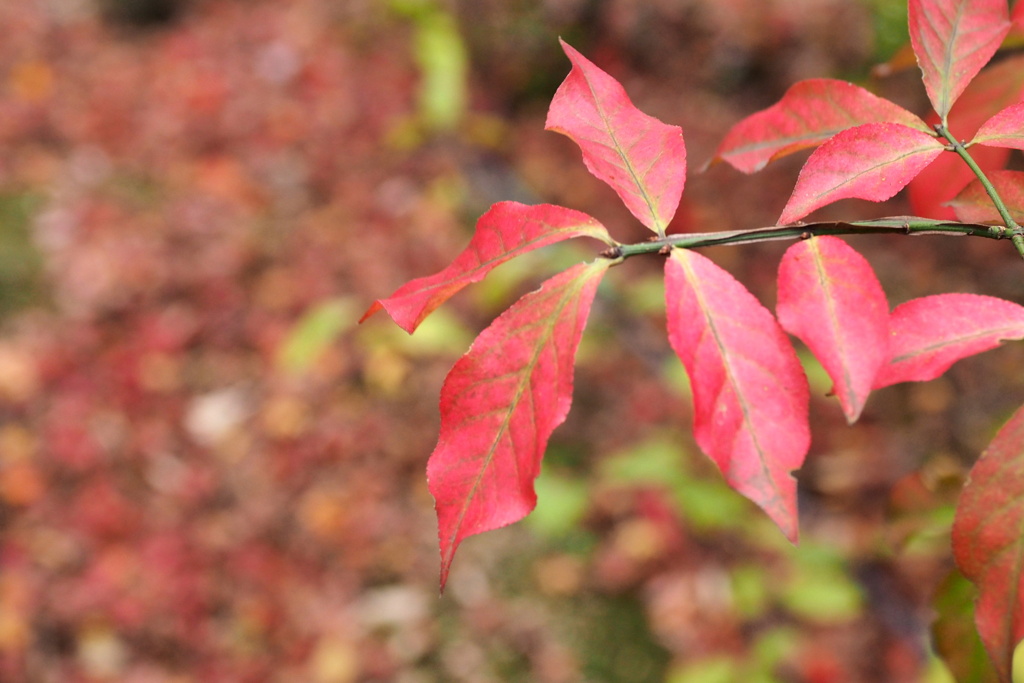 ニシキギの紅葉 １