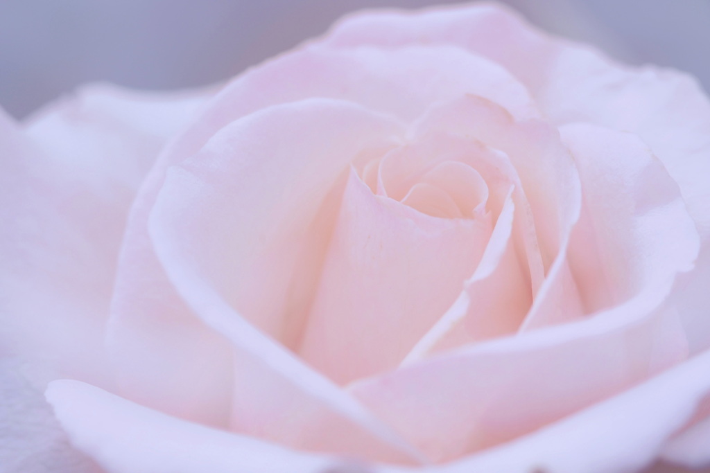 薔薇