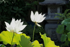 白蓮
