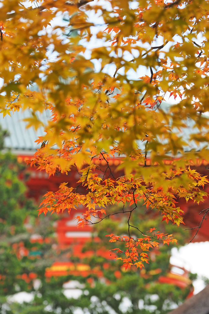 高野山の紅葉 １５