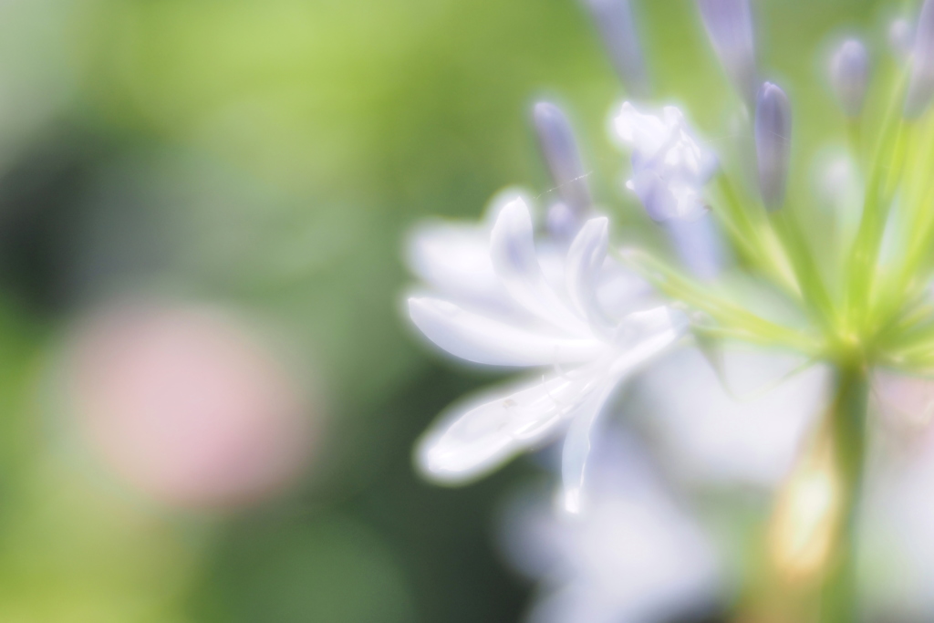 アガパンサス １０