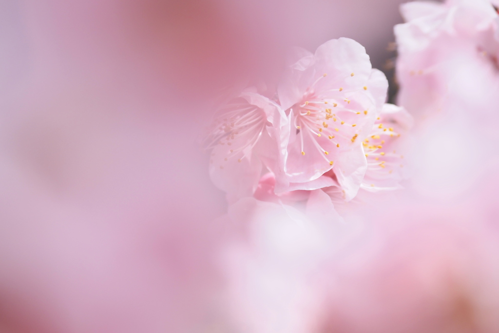 梅花