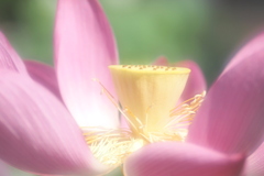 花托