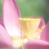 花托