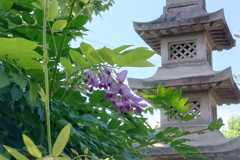 狂い咲き？