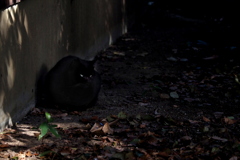 黒猫